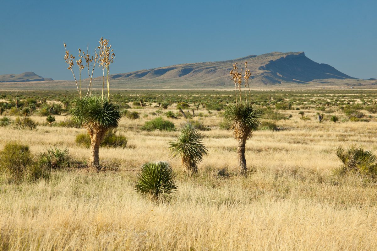 Photo of Quebec Ranch, grassland with yuccas and distant Capote Peak